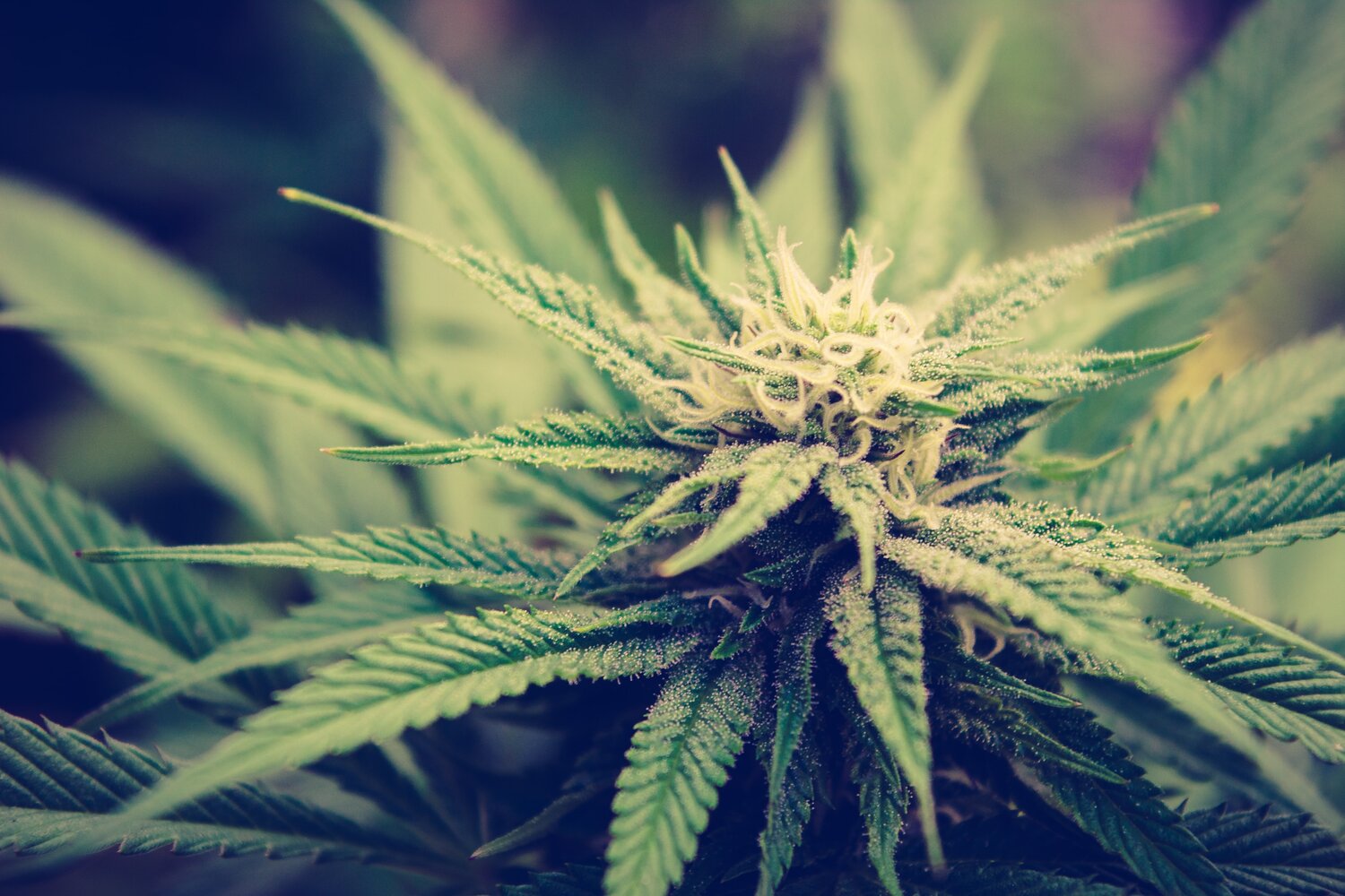 5 Marijuana Strains for Anxiety