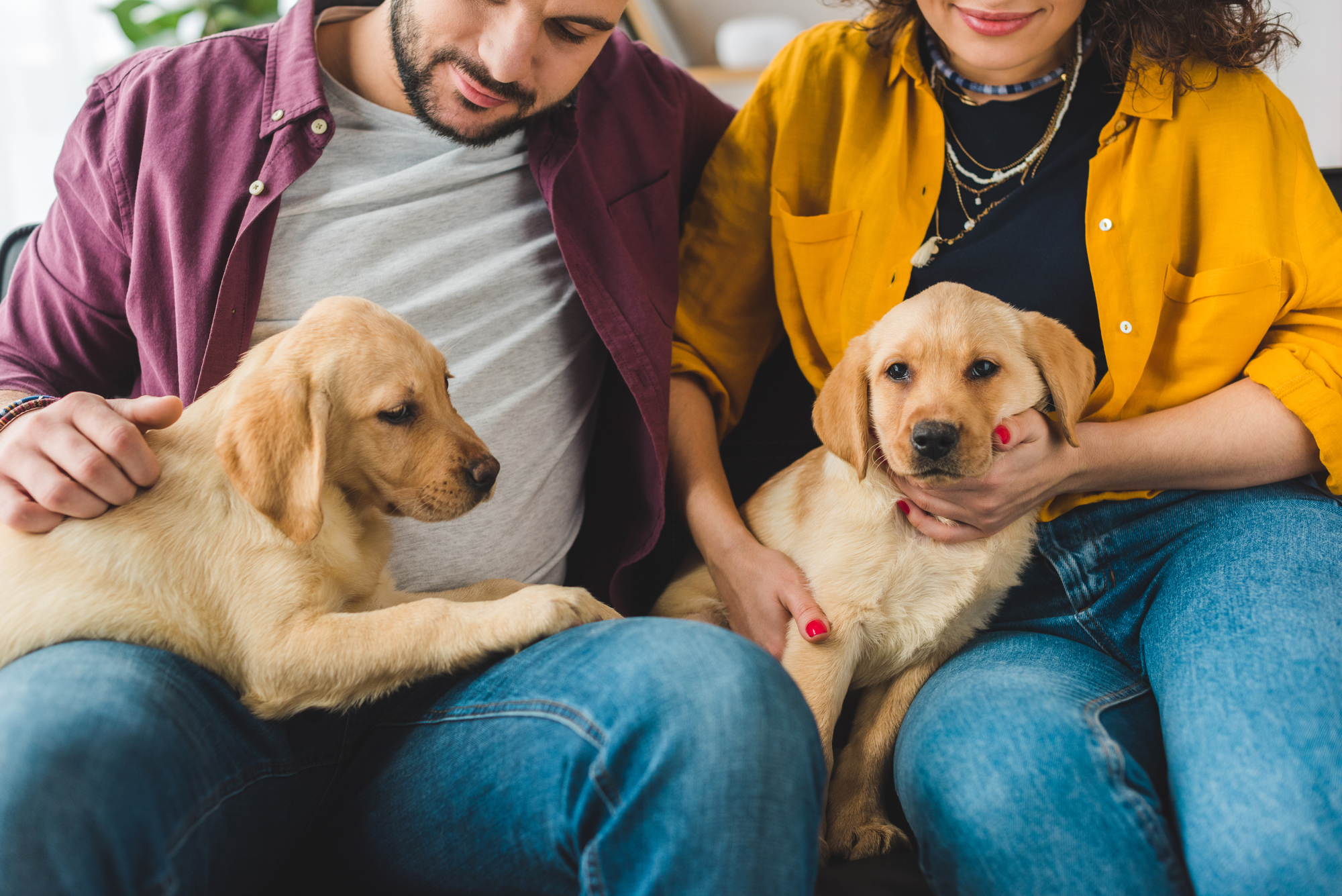 Mediated Pet Custody Disputes